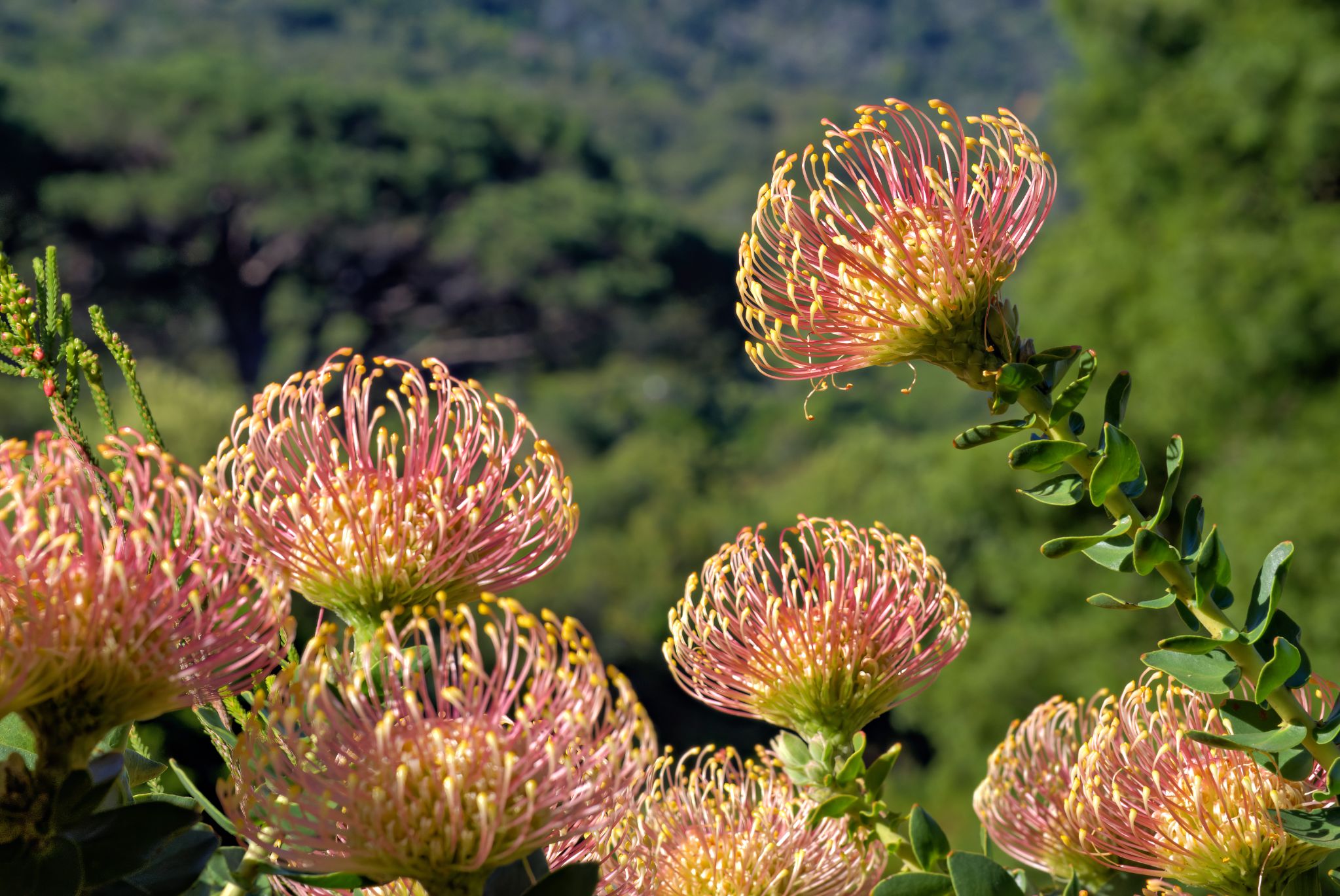 Botanischer Garten Kirstenbosch